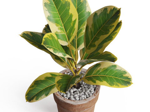 Plants collection 762 3Dモデル