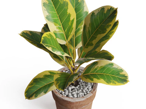 Plants collection 762 3D Model
