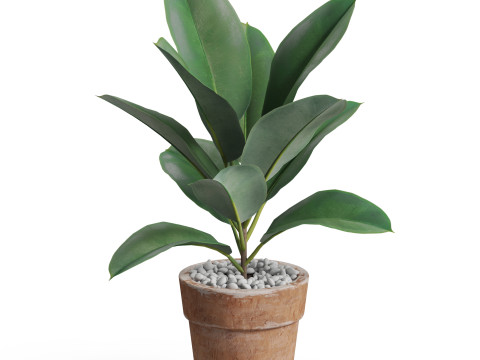 Plants collection 763 3D 모델