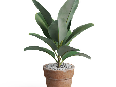 Plants collection 763 3D 模型