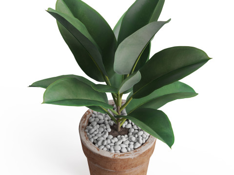 Plants collection 763 3D 模型