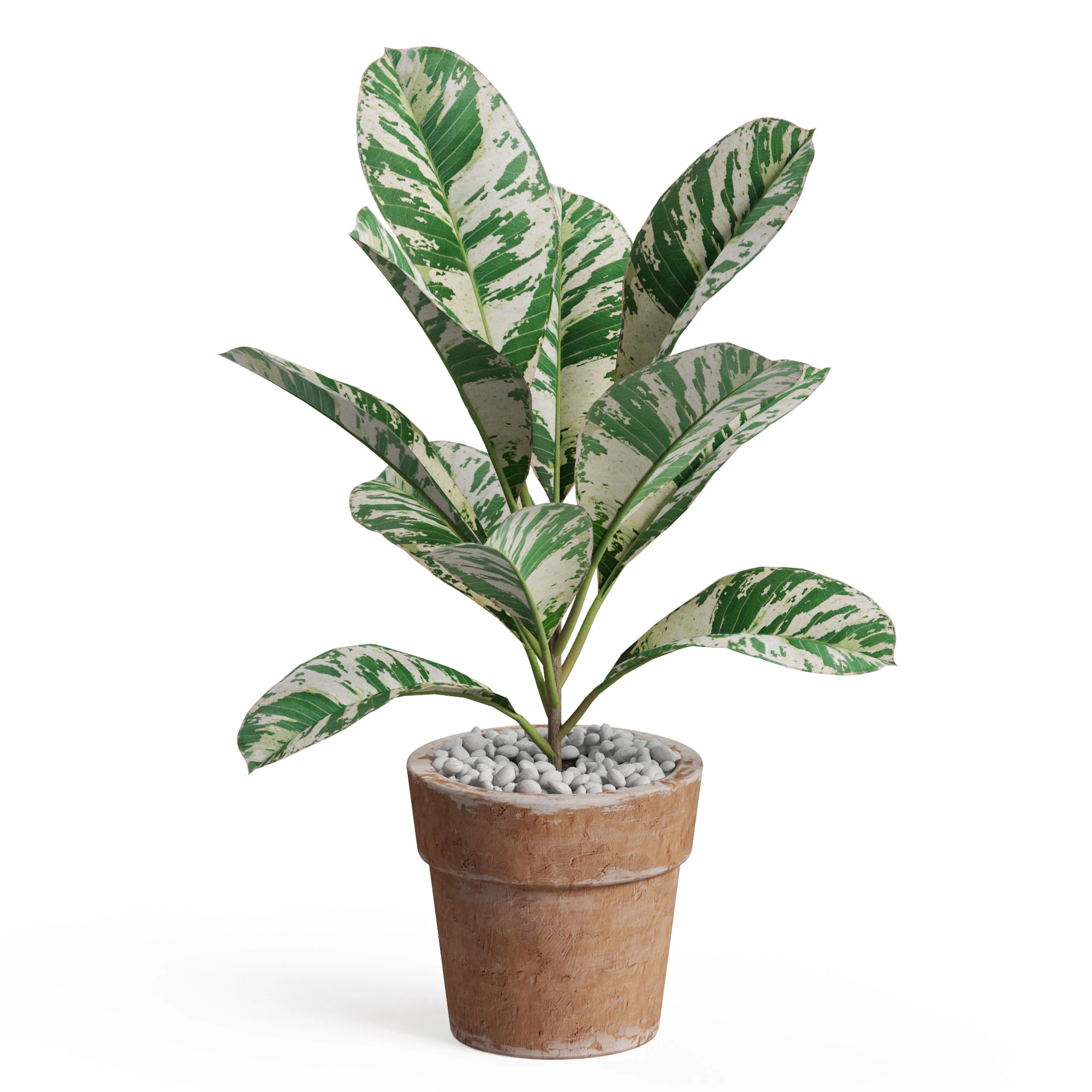 Plants collection 764 3D Model .c4d .max .obj .3ds .fbx .stl .blend
