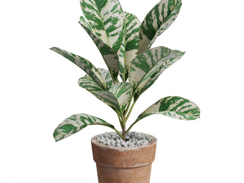 Plants collection 764 3D 모델