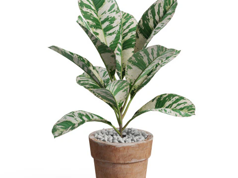 Plants collection 764 3D Model