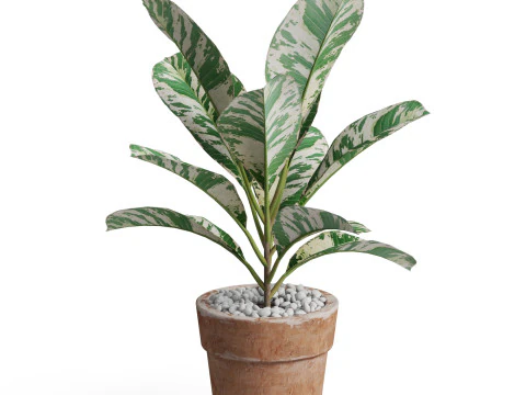 Plants collection 764 3D Model
