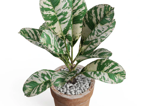 Plants collection 764 3D Model