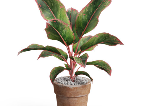 Plants collection 765 3D 모델