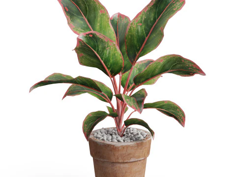 Коллекция растений 765 3D Модель