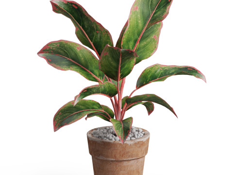 Plants collection 765 3D 모델