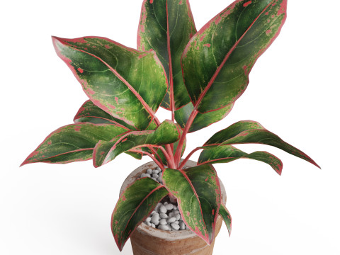 Plants collection 765 3D 모델