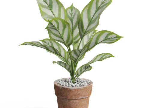 Collezione piante 766 Modello 3D