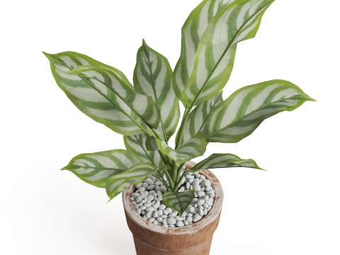 Plants collection 766 3D 模型