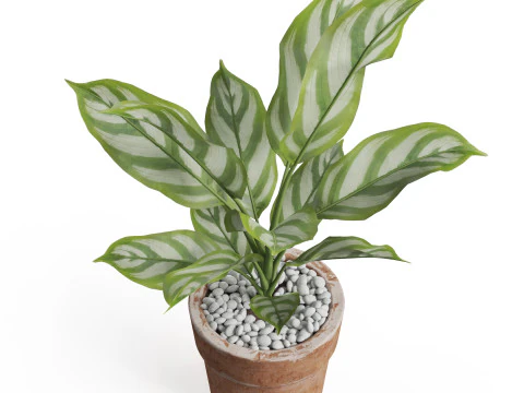 Plants collection 766 3D Model