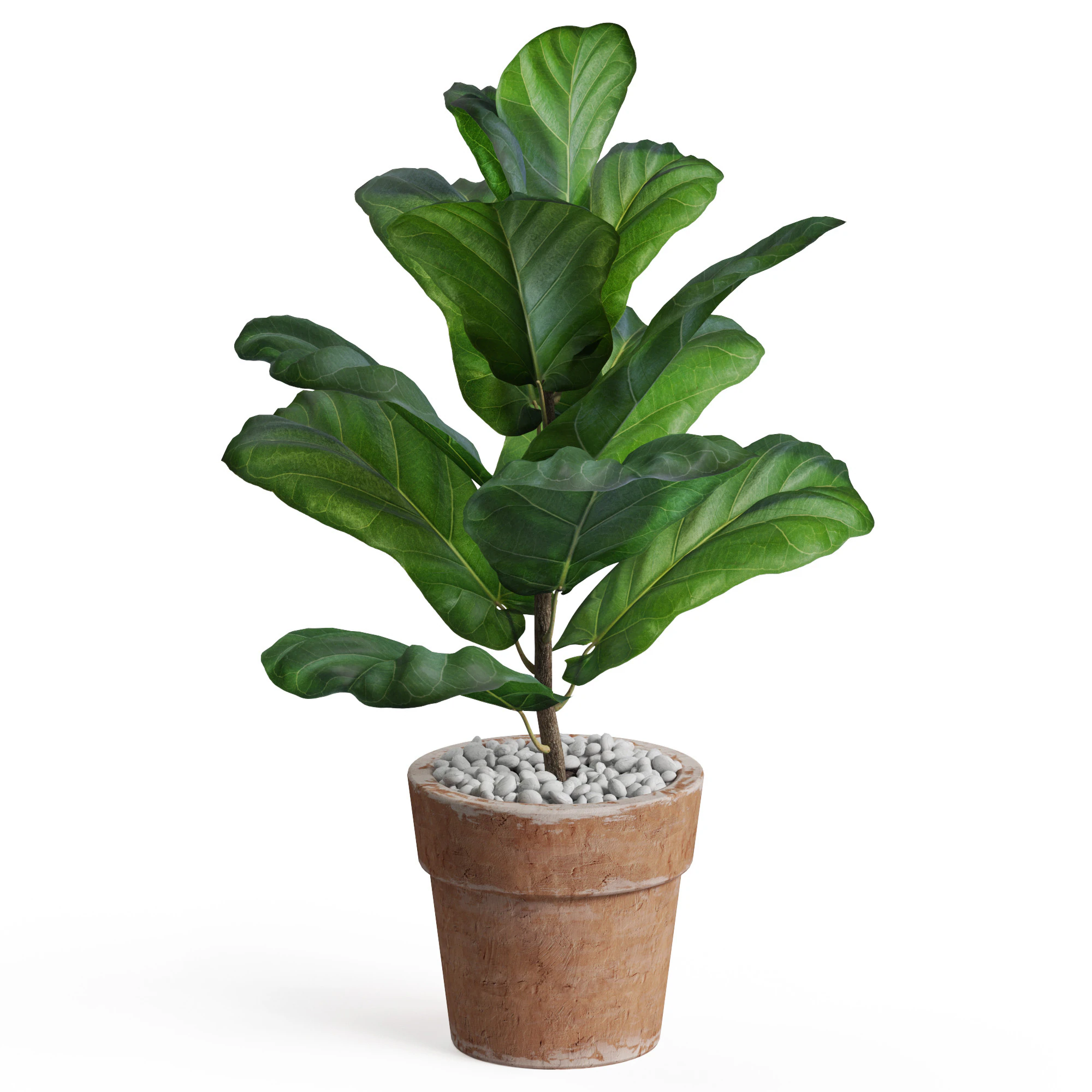 Plants collection 767 3D Model .c4d .max .obj .3ds .fbx .stl .blend 