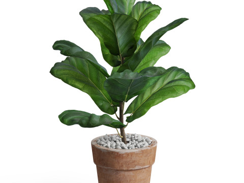 Plants collection 767 3D 모델
