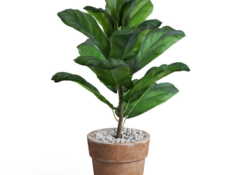 Plants collection 767 3D मॉडल