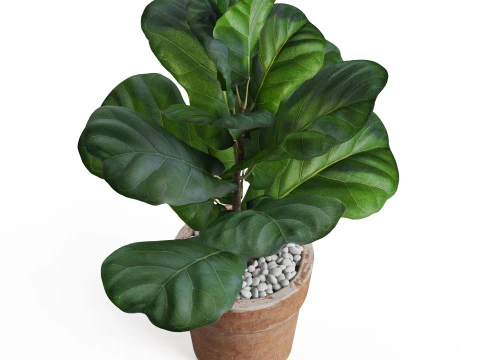 Plants collection 767 3D Model