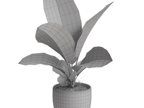 Plants collection 768 3D 模型