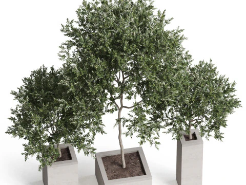 Plants collection 769 3D Model