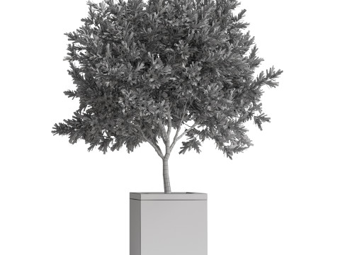 Plants collection 769 3D Model