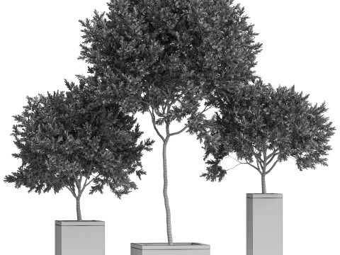 Plants collection 769 3D Model
