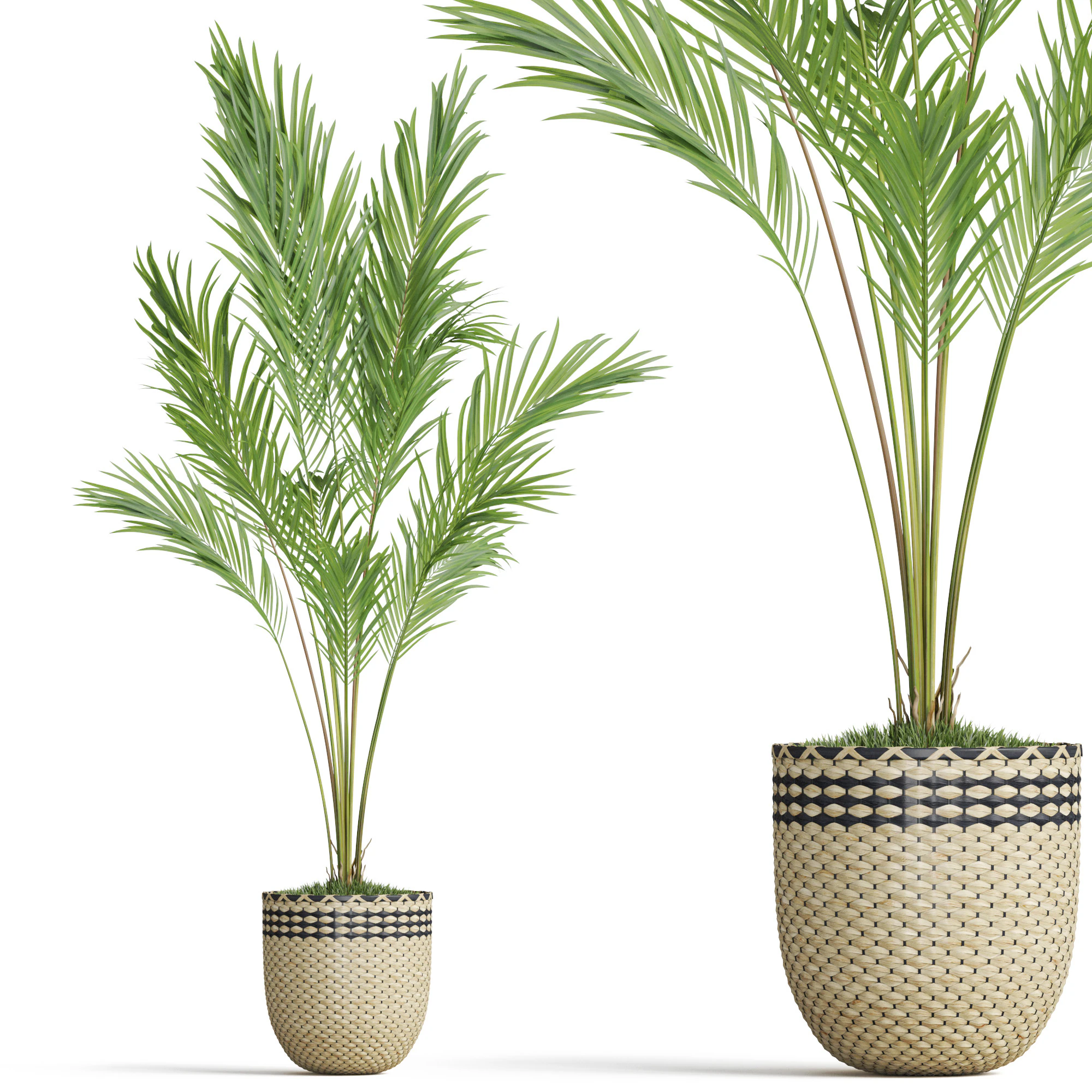 Plants collection 774 3D Model .c4d .max .obj .3ds .fbx .stl .blend