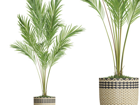 Plants collection 774 3D 모델