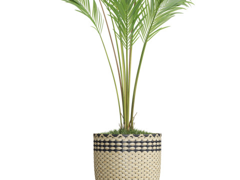 Plants collection 774 3D Model