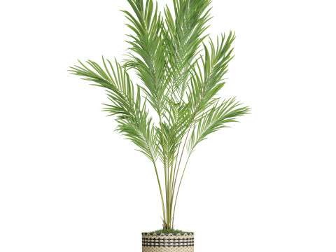 Plants collection 774 3D Model