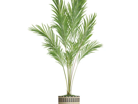 Plants collection 774 3D Model