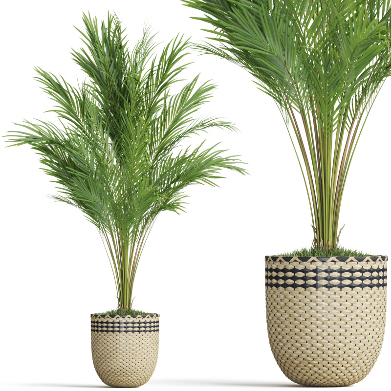 Plants collection 775 3D Model .c4d .max .obj .3ds .fbx .stl .blend