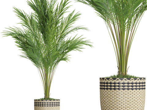 Plants collection 775 3D 모델