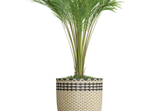 Plants collection 775 3D Model