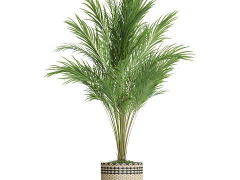Plants collection 775 3D Model