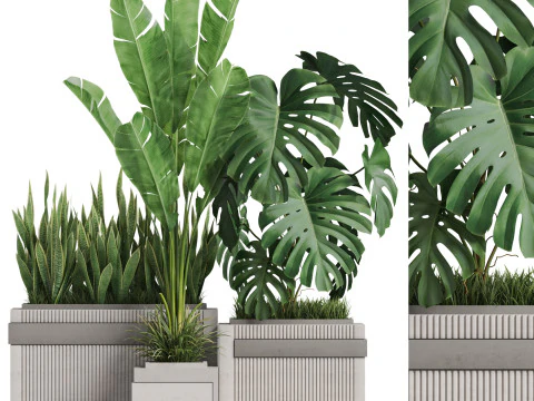 Plantencollectie 776 3D Model