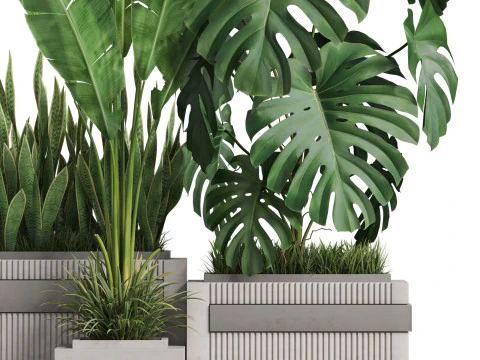 Plants collection 776 3D Model