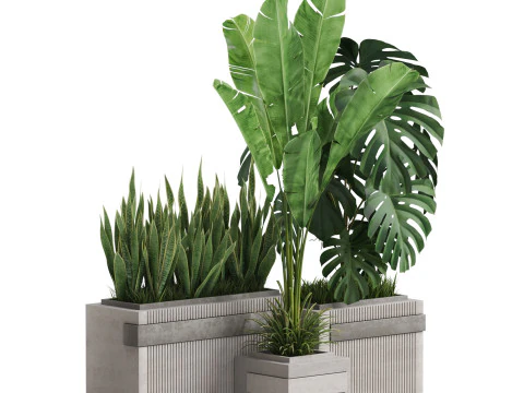 Plants collection 776 3D Model