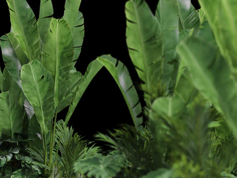 Plants collection 777 3D Model