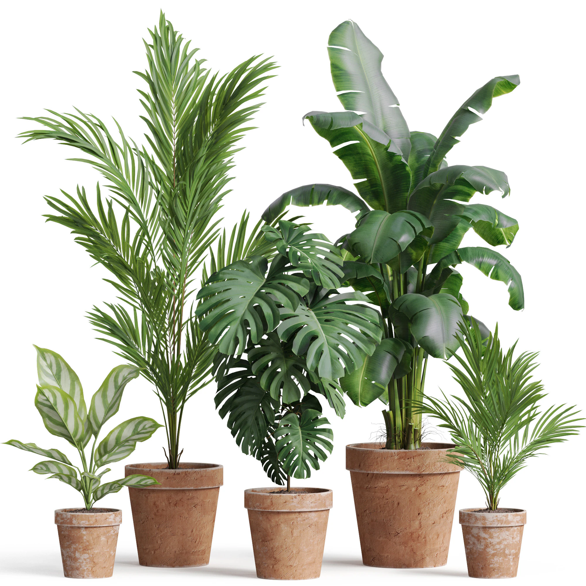 Plants collection 778 3D Model .c4d .max .obj .3ds .fbx .stl .blend