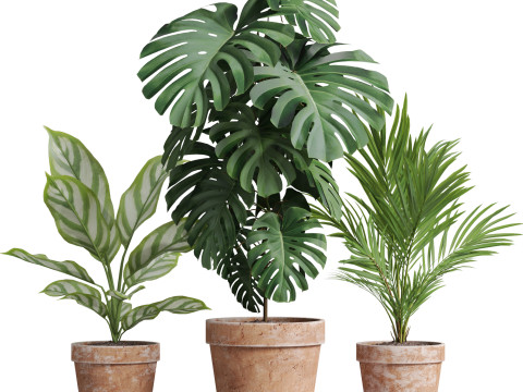 Plants collection 778 3D-Modell