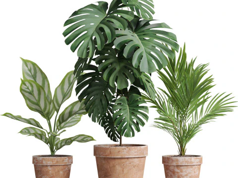 Plants collection 778 3D Model