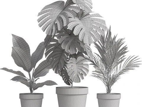Plants collection 778 3D Model