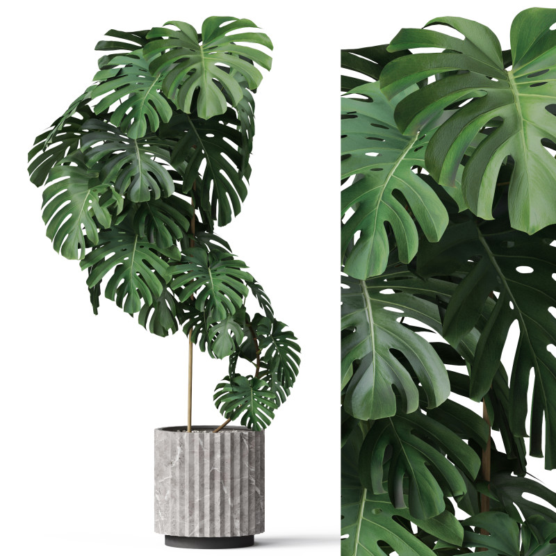 Plants collection 779 3D Модель .c4d .max .obj .3ds .fbx .stl .blend