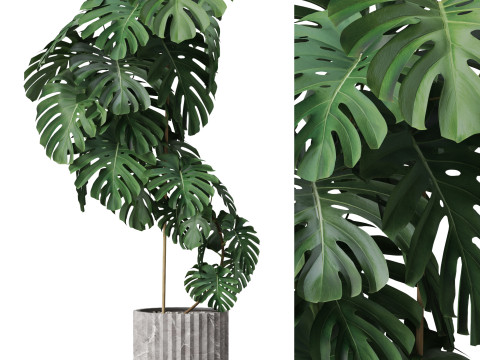 Plants collection 779 3D 모델
