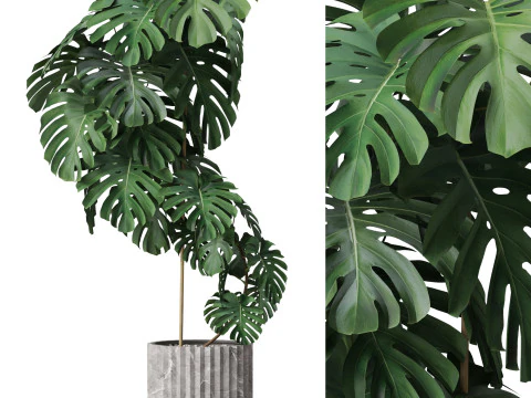 पौधों का संग्रह 779 3D मॉडल