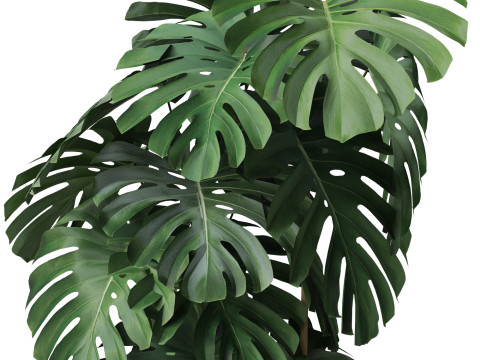 Plants collection 779 3D Модель