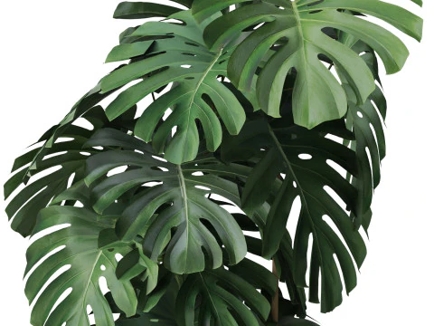 Plants collection 779 3D Model