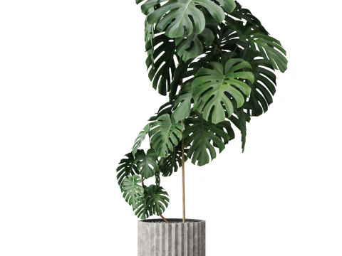 Plants collection 779 3D Model