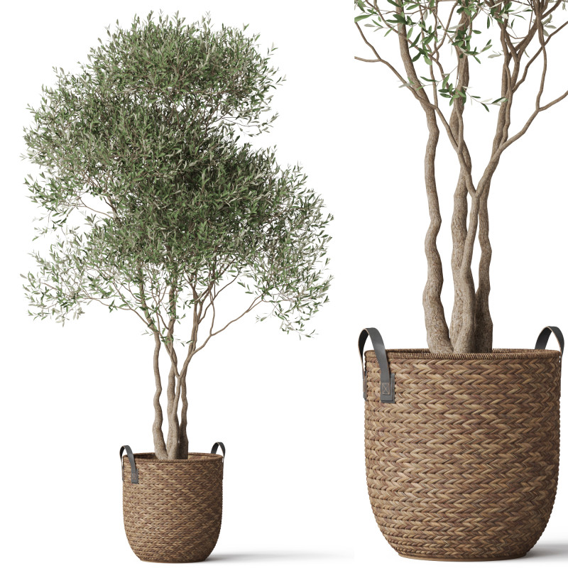 Plants collection 781 Modello 3D .c4d .max .obj .3ds .fbx .stl .blend