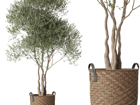 Plants collection 781 3D 모델